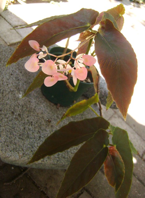 B. ‘Douglas Nisbet’